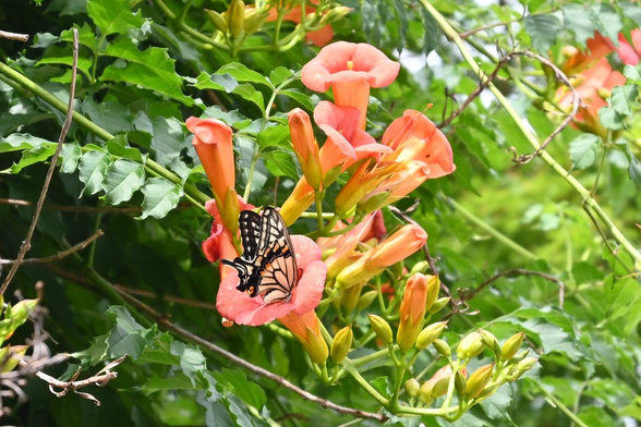 つぼみも多いが、ポツポツとノウゼンカズラが咲いている。そのうちの一つにナミアゲハが頭を突っ込んで吸蜜している。/ 2025.06.12 大将軍神社 東三條社から