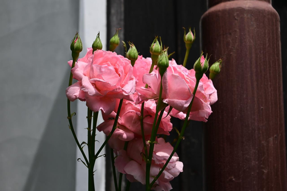 境内の隅っこでひっそりと咲いていたピンクのバラ。花より少し高い位置でつぼみも複数付いている。/ 大将軍神社 東三條社から