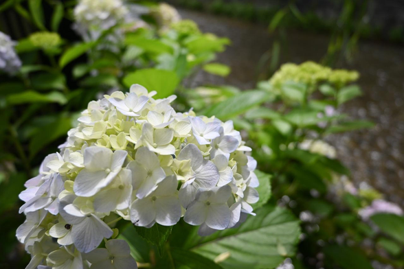 白川を背景にうっすらと青みを帯びた白いホンアジサイ。/ 2025.06.12 白川筋から