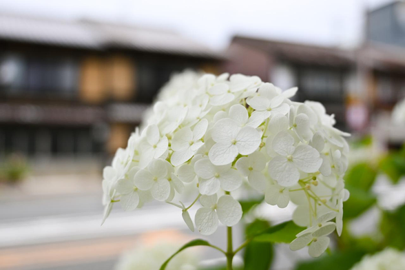 三条通を挟んで見える京町家を背景に白いホンアジサイ。/ 2025.06.12 三条神宮道付近から
