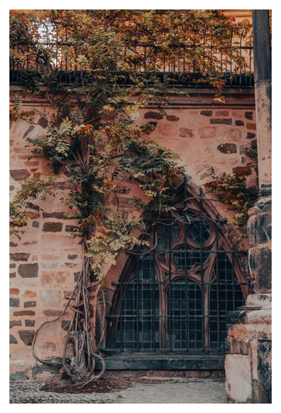 Gotisches Kirchenfenster mit spitzem Bogen, umrahmt von einem kunstvollen Metallgitter. Die Fensteröffnung ist teilweise von dicken, verwachsenen Wurzeln und Ästen eines Klettergewächses umrankt, das sich an der sandsteinfarbenen Mauer emporzieht. Die Szene wirkt verwunschen und ruhig, die herbstlichen Farbtöne der Blätter verleihen dem Bild eine nostalgische, fast märchenhafte Atmosphäre.