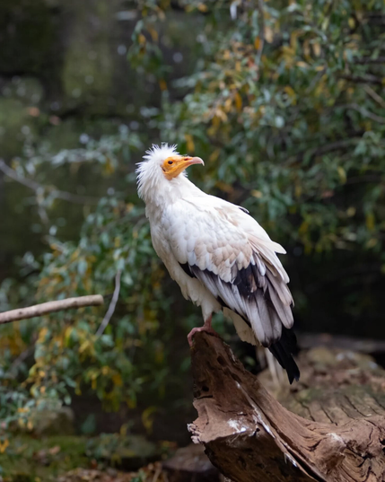 #Schmutzgeier #EgyptianVulture

#bird #birds #birdphotography #nature #photography