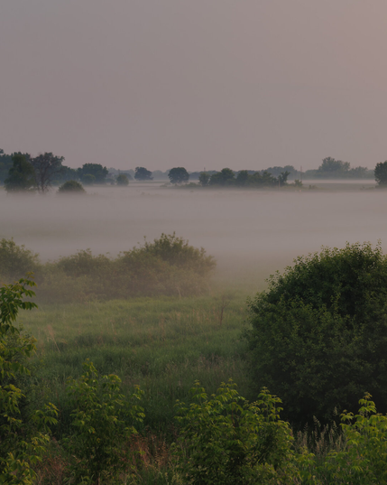 A misty morning landscape with layers of soft fog covering green fields and shrubs. In the distance, dark silhouettes of trees rise through the haze under a pale pinkish sky. The scene is calm and still, viewed from a slightly elevated vantage point