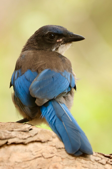 A brilliant blue bird with a black head and intelligent eyes.