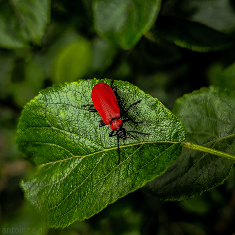 A vibrant red beetle with black legs and antennae resting on a green leaf. The beetle is positioned towards the center of the leaf, which has a slightly textured surface with visible veins. The background is blurred, consisting of darker green foliage. The lighting highlights the beetle's bright color against the contrasting green. 