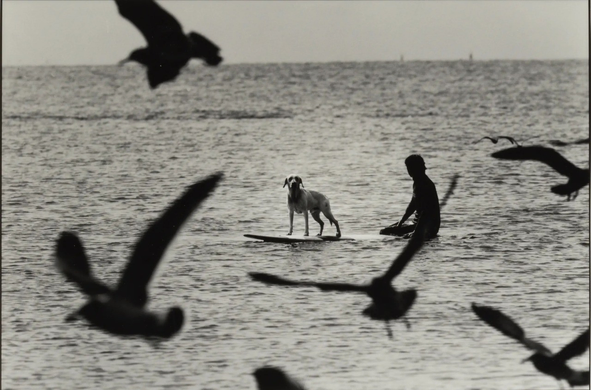 le chien surfeur et les oiseaux