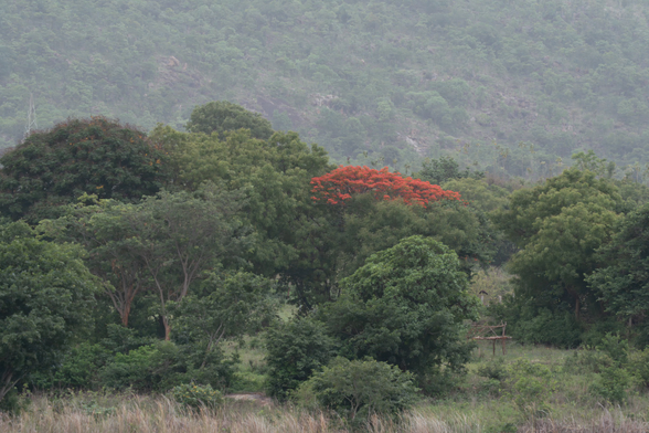 A green hillside forest with many trees, where one tree shows bright orange-red flowers and stands out among the foliage.