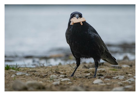 Foto im Querformat. Eine Rabenkrähe, ein schwarzer Vogel, steht an einem Strand, nahe des Wassers, schaut in die Kamera und hat etwas im Schnabel, was wie Kekse aussieht. Der Vogel ist scharf abgebildet, das Wasser im  Hintergrund ist unscharf.