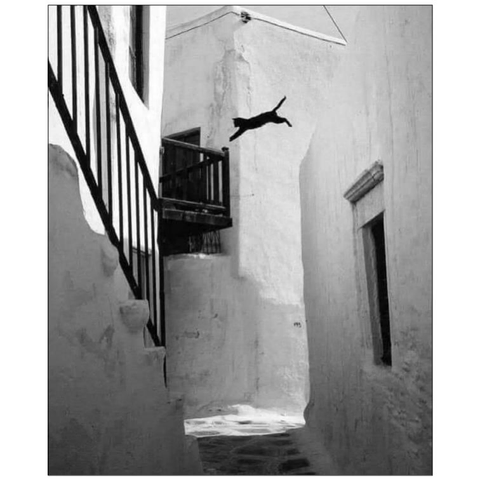 BW pic of a cat jumping between two white buildings.