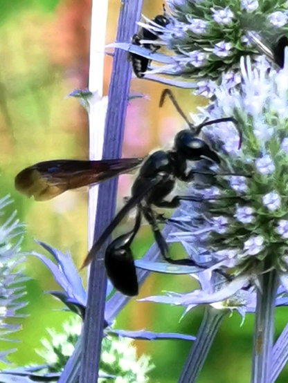 Eine große schwarze Grabwespe saugt Nektar an einer blauen Distel