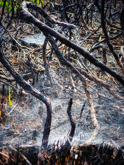 A stark, close-up image of a forest floor in the aftermath of a wildfire. Dark, charred, and gnarled branches and twigs, some still standing like skeletal remains, are covered in a fine layer of grey ash and delicate, almost ghostly spiderwebs. In the bottom left, a single vibrant green shoot emerges from the blackened ground, symbolising resilience amidst destruction. The scene conveys both devastation and the fragile promise of new life.