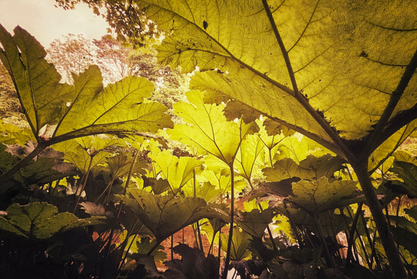 A low-angle shot looking up through a dense canopy of large, textured green leaves, possibly giant rhubarb or gunnera. The leaves are backlit by a bright, diffused light, highlighting their veins and creating a vibrant, almost golden-green hue. Some tree branches are faintly visible through gaps in the foliage in the upper background. The overall tone is ethereal and slightly sepia-toned.