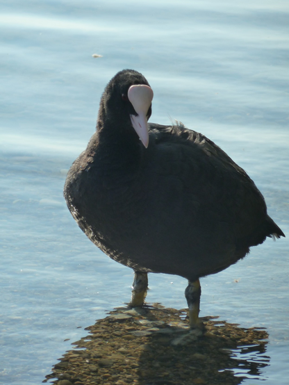 Ein Wasserhuhn mit schwarzen Federn, einem weißen Fleck an der Stirn, der in einen weißen Schnabel über geht, steht am Ufer eines Sees vor der Fotografin und sieht sie an.