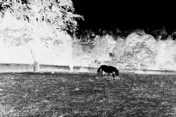 Negativ eines Schwarzweißfotos - ein schwarzes Pferd auf einer dunkelgrauen Weide. Hinter dem Pferd ein Zaun, weiter dahinter weiße Bäume und oben rechts der schwarze Himmel. Leica R4 mit 35 mm Summicron auf Adox HR 50-Film.