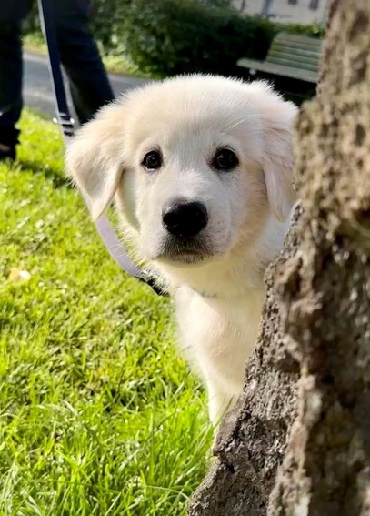A cute white puppy standing behind a tree, looking adorable and ready to play.