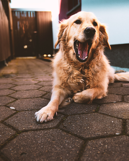 A cute and  adorable dog relaxing on a brick walkway, enjoying the sunny day with mouth open.
