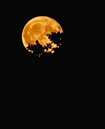 Ein Nachtfoto des Erdbeermonds im Juni über einem Waldrand, fotografiert mit einem Smartphone. Der Mond erscheint groß und klar über den dunklen Wipfeln. Die dunkle Waldsilhouette,  die ruhige Abendstimmung und die Kontraste zwischen Mondlicht und Schatten sind deutlich sichtbar.