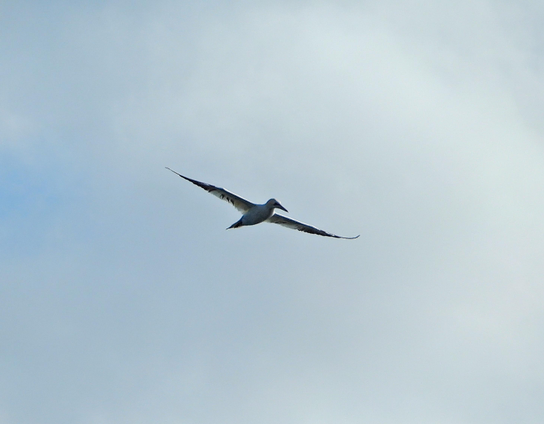 Se trata de un ave enorme volando con las alas desplegadas bajo un cielo con nubes. Es fundamentalmente de color blanco con algunas plumas negras en la punta de las alas. La envergadura puede llegar a los dos metros, en la foto las alas están totalmente desplegadas y asemejan las de un enorme avión. Tiene un pico grande, robusto y con aspecto cónico de color gris y rayas negras que no se aprecian claramente en la foto.

Si estás leyendo este texto es porque tienes dificultades de visión y espero que te haya ayudado a ver la imagen. Si no ha sido así, te agradecería los comentarios.
Si lo has leído aunque ves la imagen sin problemas recuerda que debes poner un texto alternativo en tus archivos multimedia para que todo el mundo pueda disfrutarlos.