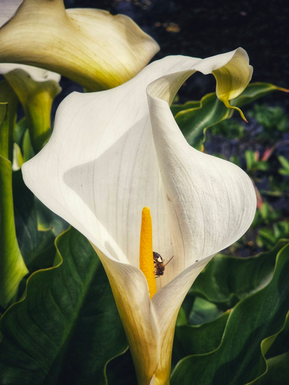 A close-up, high-angle shot of a creamy white calla lily in full bloom, with a small bee nestled inside near the bright yellow spadix. The petals of the lily unfurl elegantly, and lush green leaves are visible in the background, with some dark, blurred areas suggesting water or shadows.