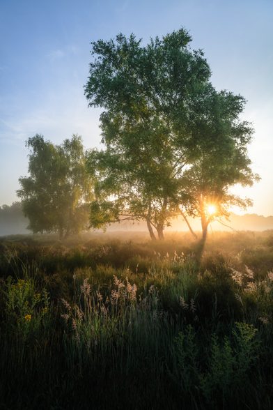 Eine sommerliche Szene in der Heide. Etwas Morgennebel, tief stehende Sonne und ein paar einzelne Birken machen die Szene aus. Die Sonne strahlt in den Nebel rein. Im Vordergrund erreicht sie auch einige der Gräser und Blumen.