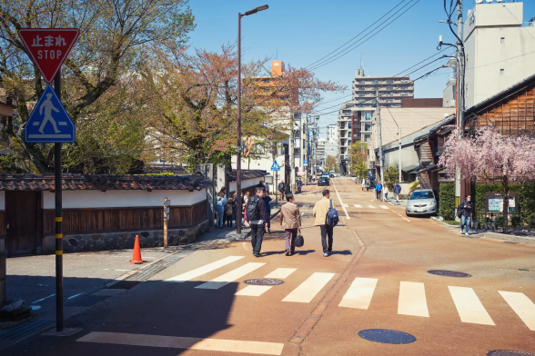 Japanese street in a sunny day with a crosswalk, cherry trees, signs