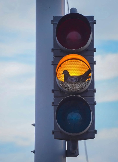 The image depicts a traffic light with a bird perched on the yellow light. The bird appears to be a pigeon, and it is situated on a nest made of twigs and debris. The traffic light has three lights: the red light at the top is off, the yellow light in the middle is illuminated, and the green light at the bottom is off. The background shows a clear sky with some clouds. The juxtaposition of the bird's natural habitat with the man-made traffic light creates a striking contrast.