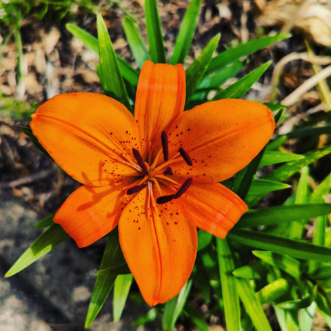 An orange lily flower amongst its green foliage growing in an urban garden.