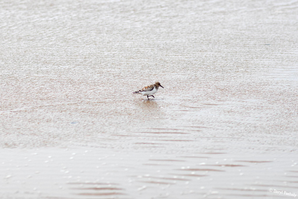 A dunlin in the water along the beach shoreline. 