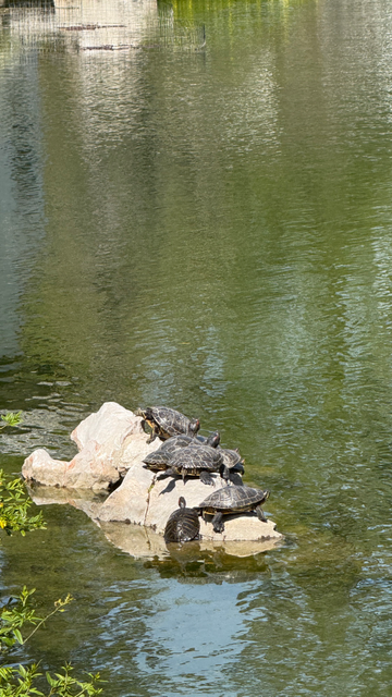 Turtles sunbathing on a rock in the midst of a pond 