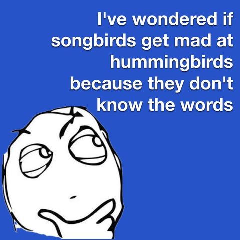 The image features a cartoon-style drawing of a face with a thoughtful expression against a blue background. The text on the image reads, "I've wondered if songbirds get mad at hummingbirds because they don't know the words." This humorously suggests that songbirds might be frustrated with hummingbirds for not knowing the lyrics to their songs. The overall tone of the image is lighthearted and humorous.