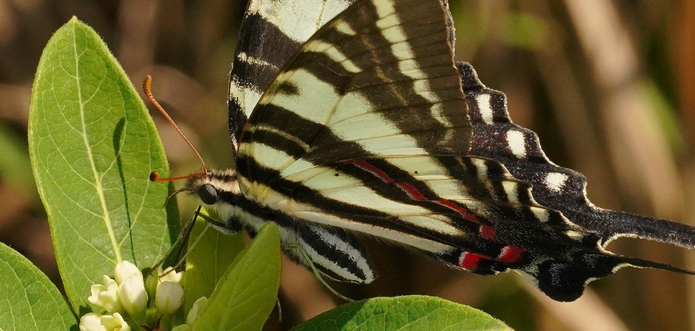 A close-up on of a sunlit Eastern Tiger Swallowtail butterfly on some flowerets.
