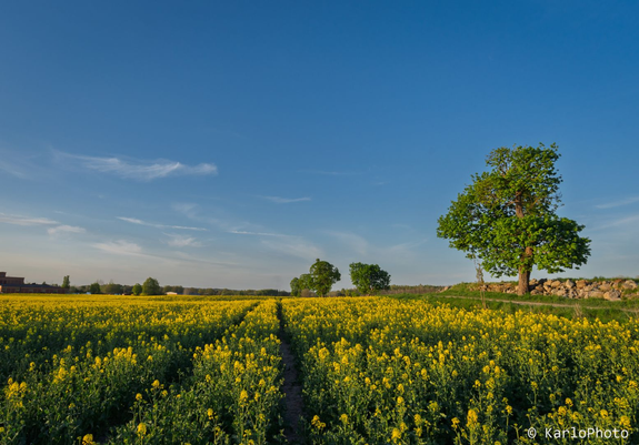 A bright yellow canola field.