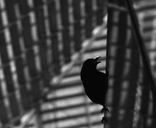 A dehydrated crow sitting on a glass panel, in a glass striped building