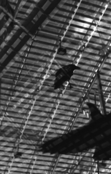 2 crows in a striped contrasted glass building, scavenging foor food