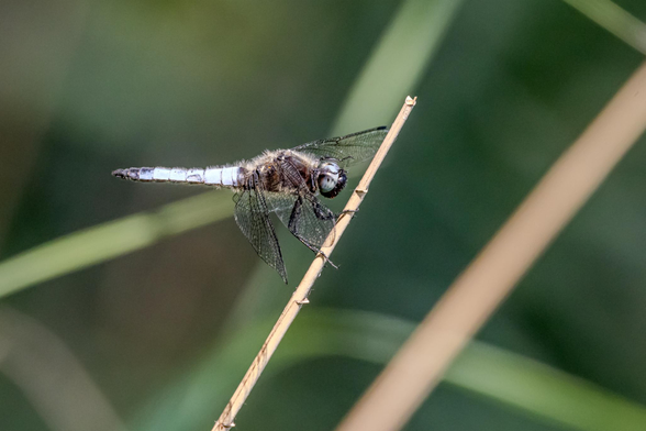 Libelle an Schilfrohr