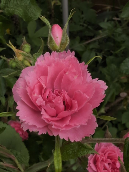 eine noch nicht ganz geöffnete Rosenblüte in altrosa. Die Blütenblätter sind ungewöhnlich weil wie ausgefranst an den Rändern. Hinter der geöffneten Blüte ist eine Knospe, die in der Mitte bereits rosa hervorlugt und rechts und links noch von den Kelchblättern umhüllt ist. Diese Kelchblätter haben oben sich leicht nach außen biegende, lange Spitzen und sehen rauh aus, was sie auch sind, wenn man sie anfasst. Auch die Blätter der Rose sind rauher als bei anderen Rosen, die Farbe der Blätter ist grasgrün.