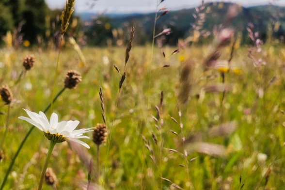 A close-up shot of a single white daisy with a yellow centre, standing prominently on the left side of a sunlit meadow. The background is a soft blur of various green and brown grasses, with hints of other wildflowers and a distant, hazy tree line and hills under a bright sky. The overall mood is peaceful and natural.