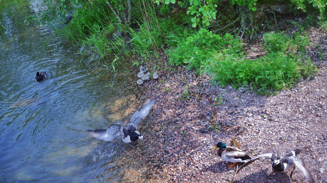Photo of a shore from a high PoV, showing a parent goose protecting their fluffy babies from another one. There’s a 3rd goose and a duck too, and some green bushes :)