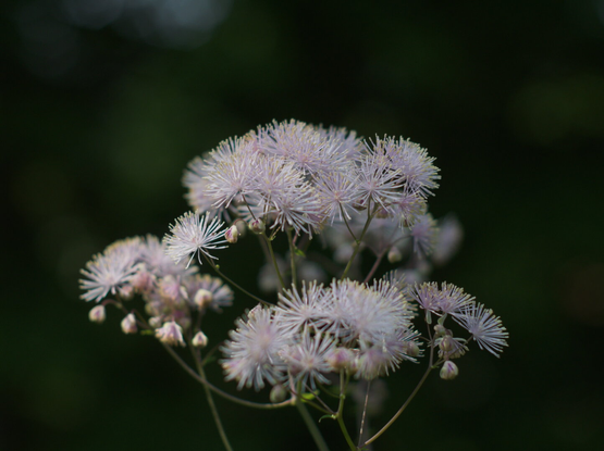 A pink flower