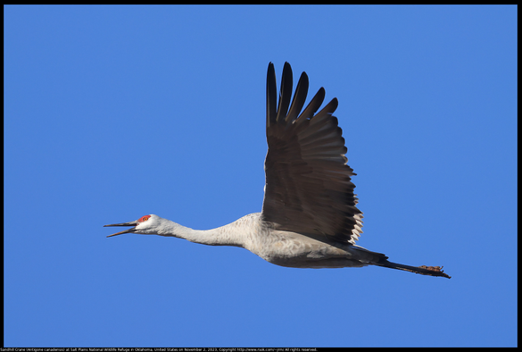 A Sandhill Crane (Antigone canadensis) was flying while calling loudly to others at Salt Plains National Wildlife Refuge in Oklahoma, United States on November 2, 2023