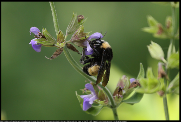Sage was being pollinated by a threatened species Bombus pensylvanicus, the American bumblebee, in Norman, Oklahoma, United States on May 15, 2025. Sage is not native to Oklahoma, but is good for cooking food for humans and the purple flowers attract bumblebees. 