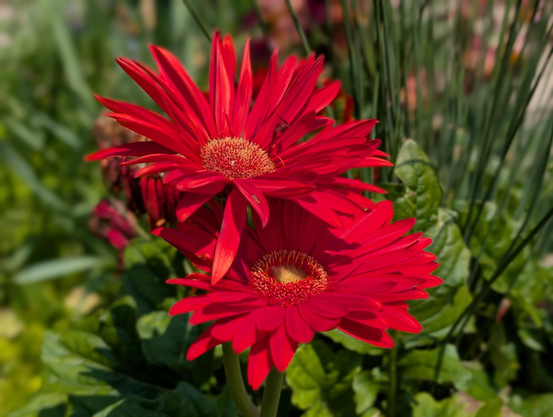 Two vibrant red gerbera daisies in full bloom stand out against a lush green background of leaves and blurred garden plants, with the petals sharply focused and the centers densely packed with tiny yellow and red florets.