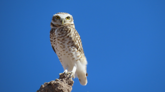 lechuza vizcachera (Athene cunicularia)