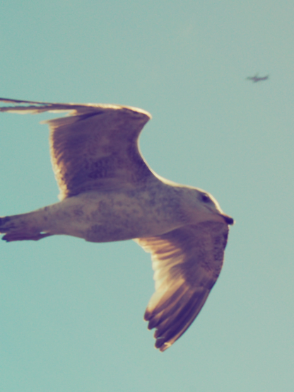 An unfocused seagull on the foreground, lit by sunset light. The big passenger plane in the sky on the background (also unfocused).