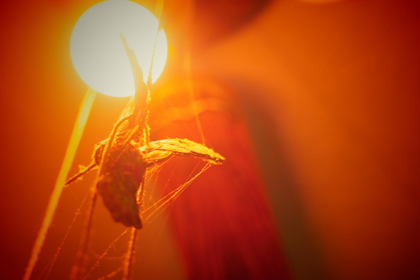 This photograph shows a jeweled hummingbird suspended mid-frame, caught in delicate strands of webbing that stretch toward a glowing circular light source in the background. The bird is partially silhouetted and softly lit, its iridescent feathers blending into the warm, saturated tones of orange and red that dominate the frame. The shallow focus and intense backlight give the photo a surreal, almost otherworldly atmosphere.