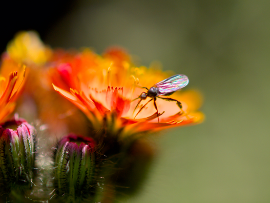 Some insect (probably a flying ant) with wings shining in all rainbow colors on a hawkweed flower (glowing orange in the sun almost like lava) in closeup.
There's also some buds (green, with pink tips).
Very narrow depth of field and a heavily blurred out greenish background.