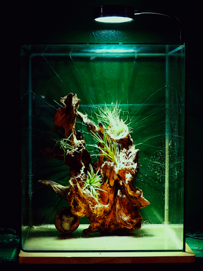 Some grass growing on the piece of wood. All it is inside a glass cube with a cracked front side. The green wall is on the background.
All scene is lit by a lamp above the glass cube. Exposure is low and the whole photo has prevailing green colors.