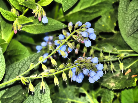 Some small blue flowers with a green leaves around. Photo is extremely lit because of photo flash.