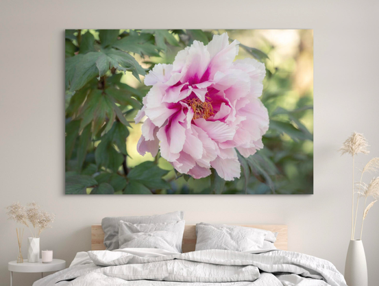 A large, delicate pink peony bloom is surrounded by lush green foliage. The soft petals and vibrant colors create a serene and natural setting.