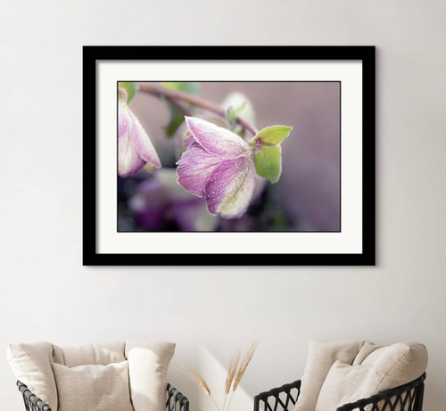 Delicately frosted petals of a pink Helleborus flower called Hellebore Frostkiss Glenda's Gloss. The soft focus background enhances the flower's vivid colors and intricate details.
